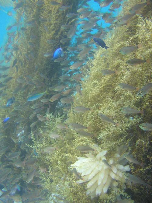 アオリイカの卵が産み付けられ、小魚が群れるイソモクの藻場