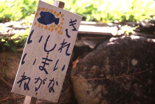 柏島の児童の思いが詰まった立て看板(円満堂修治氏撮影写真はいずれも大月町柏島)