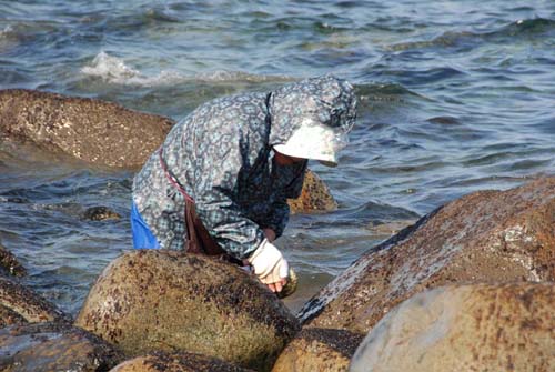 初春の風物詩。まだ寒い海につかりながらめのりを掻く
