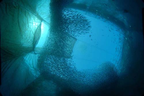 定置網の底から見上げたキビナゴの群れ。まるで雲のようだ(写真はいずれも大月町柏島)