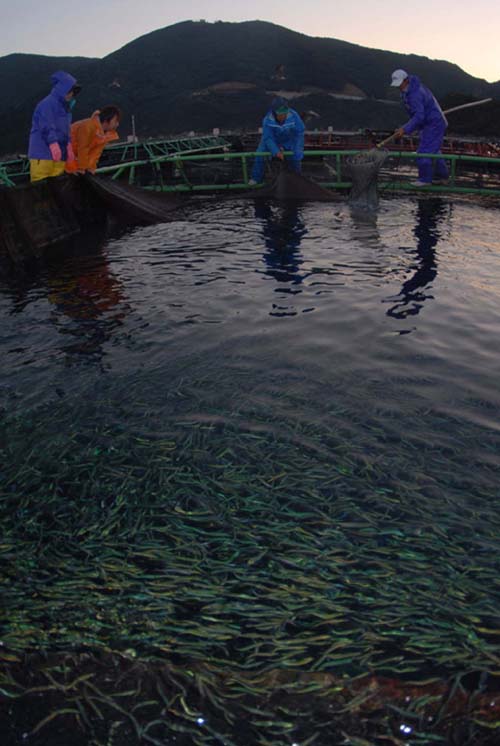 夜明け前、網を絞って魚を寄せる
