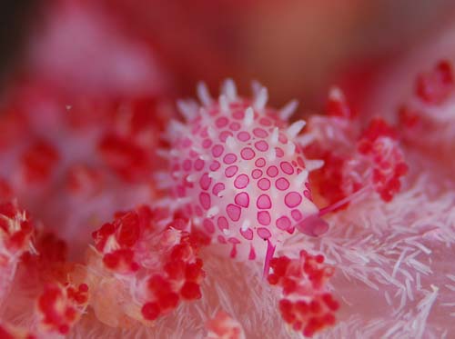 テンロクケボリ(ウミウサギガイ科)。トゲトサカに着生しており、外套膜は背景に紛れるような色や形となっている。約1a(ポレポレダイブ提供)