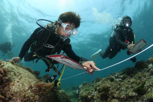 二人一組で調査をするダイバー(写真はいずれも大月町柏島)