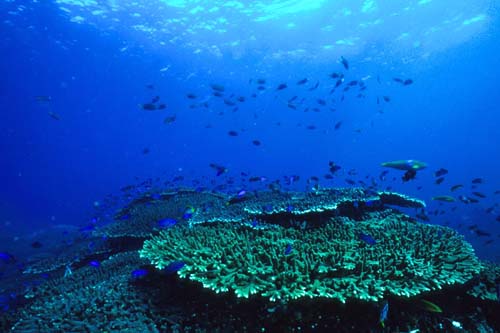 サンゴが元気だったころの海中