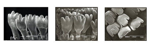 グレ3種の歯先の電子顕微鏡写真(オキナメジナの歯だけ真ん中の突起がやや大きい)