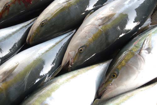 釣り上げられたブリ(写真はいずれも大月町柏島)