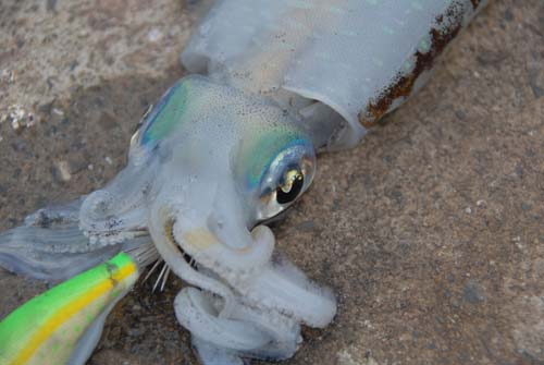 釣り上げられたモイカ。青緑のアイシャドーが美しい。左下に見えるのは餌木(写真はいずれも大月町柏島)