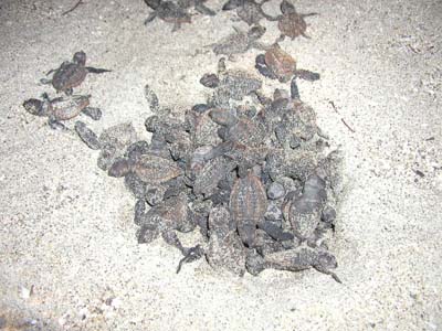 白浜で孵化したウミガメ