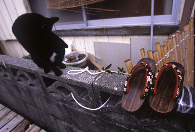 路地裏には猫が似合う。きみさんの店の周りには猫が集まって木陰で休んでいる(円満堂修二氏提供)