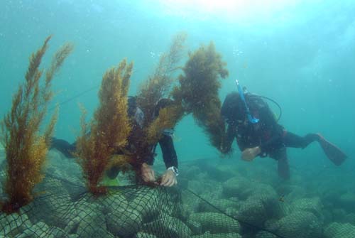地元ダイバーやくろしお生物研究所のスタッフ、学生協力の下、魚網にホンダワラ類を取り付けていく(大月町柏島)