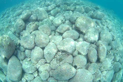 磯焼けしている海底の生物相は乏しい