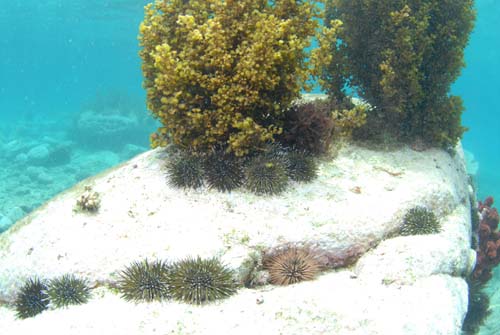 海藻の根元に集まるナガウニ