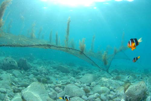 ウニの食害を避けるため海底から網を浮かして設置
