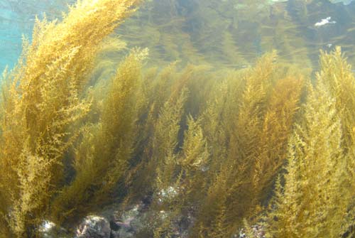 柏島・竜の浜のイソモク(ホンダワラ類)群落