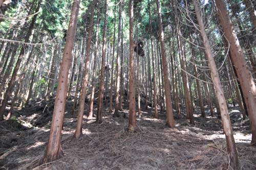 間伐がされていない県内の荒れた山。したまで光が届かないため下草が生えていない