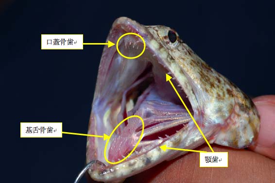 大きな口の中には顎歯の他、上あごの裏側、舌の上、さらに喉にまでも歯が生えている