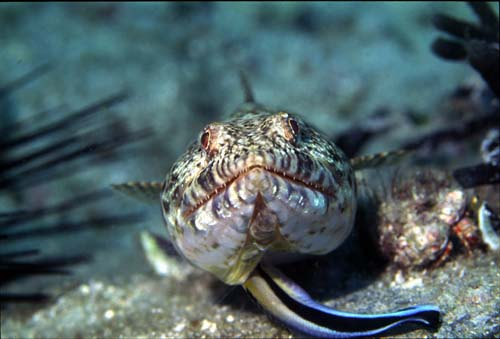 ホンソメワケベラ(下)にクリーニングして貰っているアカエソ