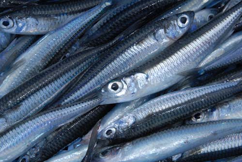 刺し網で獲れたばかりのとんごろう。大きな眼とエメラルドグリーンの縦帯が特徴的だ。