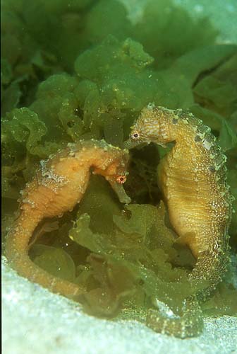 タカクラタツのペア。体長15cm。右側のお腹が膨らんでいる方がオス。(ファニーダイブ提供)