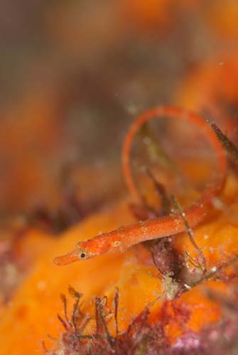 タツノイトコ。体長7cm。海藻などにからみついている地味系の魚である。(ポレポレダイブ提供)