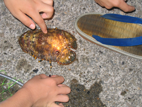 タビエビことゾウリエビ。草履と同じ形が特徴的