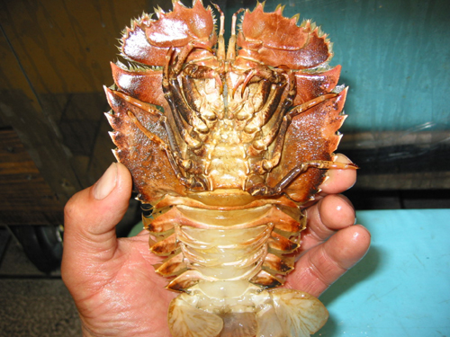 腹側からみたウチワエビ