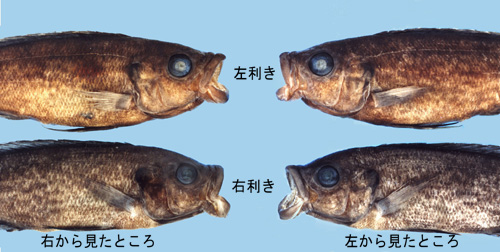 タンガニイカ湖の鱗食シクリッド。写真上の左右は左利き、下は右利き。魚を右から見たとき、左利きは口が右に曲がって開くため口の中が見えるが、左に曲がる右利きは見えない。