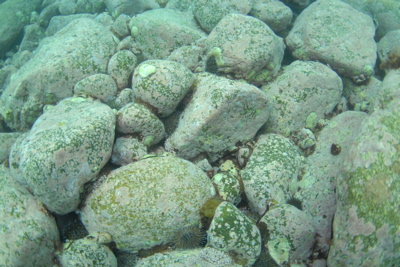 磯焼けが進み海藻が生えていない海底