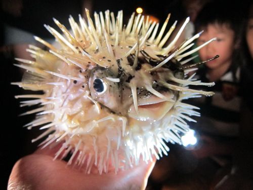 夜の海の生き物観察