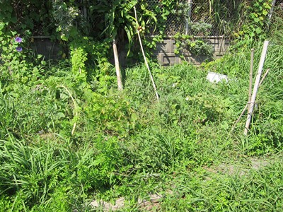 2011,09,07 家庭菜園で夏野菜の収穫!!