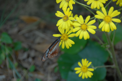 フジバカマだけでなくツワブキの蜜を吸いにきたアサギマダラ
