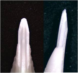 ウニの歯先の形態の違い。上からムラサキウニ、ガンガゼの裏側と側面
