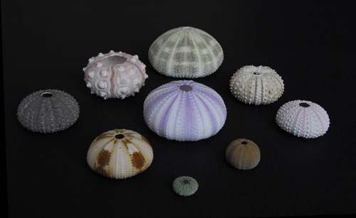 色も形も様々なウニの殻。（左端から右上へ）ムラサキウニ、ノコギリウニ、ラッパウニ。（次の列の左下から右上へ）マダラウニ、シラヒゲウニ、ガンガゼ。（次の列の左下から右上へ）タワシウニ、コシダカウニ、ツマジロナガウニ