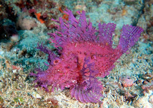 ボロカサゴのカラーバリエーション。これは紫色(アクアス提供)大月町柏島