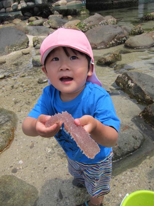 潮だまりでヒカリボヤを見つけ興味津々。『博士これなに〜?」生き物の質問をするときにはパパを博士と呼ぶ