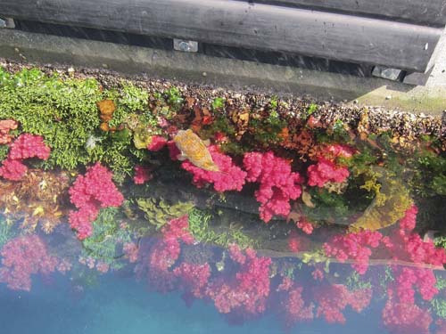 浮き桟橋には美しいソフトコーラルや海藻類、それにハリセンボンもいてにぎやか