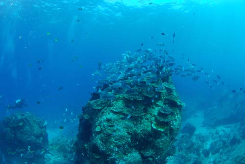 透明度30bの澄みきった青い海にグレが群れ泳ぐ