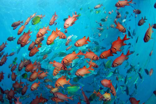 水族館に販売するためにいけすに畜養されている熱帯魚たち(はやぶさ水産協力)