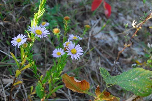 薄紫の花が美しいソナレノギク