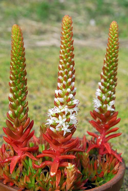 鉢植えのカシワジマツメレンゲ。白い小さな花が下から上に向かって開花していく