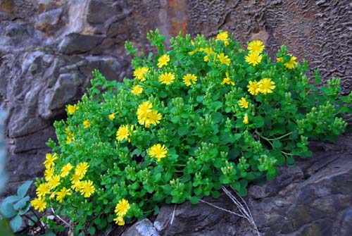 アゼトウナ。頭花の直径は1.2aほどで葉に比べて大きい