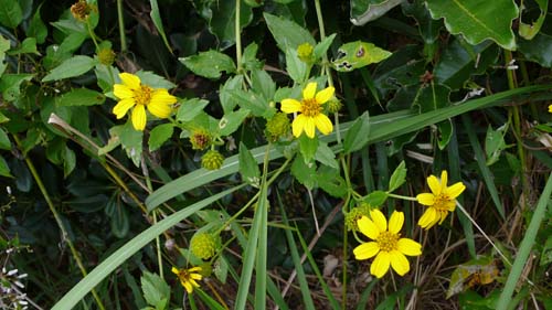 オオハマグルマ 茎は長く地を這うように伸びる。柏島では雑草扱いだが、高知県のレッドリストではソナレノギクとともに絶滅危惧種に指定(大月町柏島=高知県立牧野植物園前田綾子氏提供)