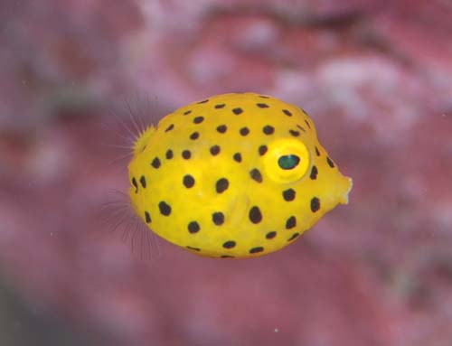 ミナミハコフグの幼魚