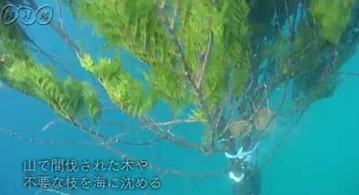 沈み行くモイカの産卵床