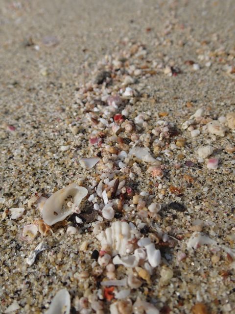 海辺の宝石微小貝　1-5mm