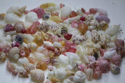 浜辺の宝石 微小貝(大きさ1-5mm!)